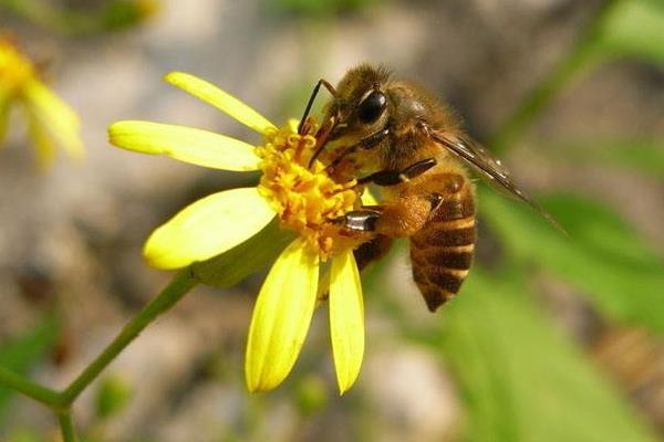 ?人工蜂巢是什么做的(蜂巢是什么材料做的) ?人工蜂巢是什么做的(蜂巢是什么材料做的)