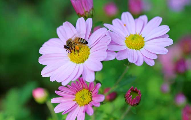 被蜜蜂蟄了為什么找不到刺（為什么蜜蜂會(huì)蜇人）