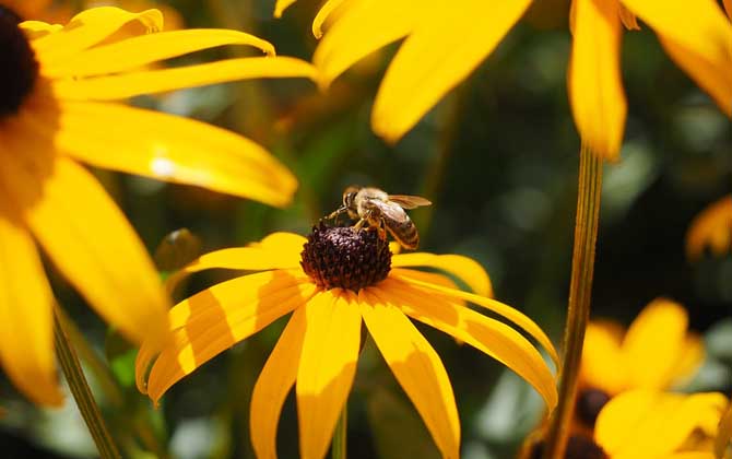 被蜜蜂蟄了為什么找不到刺（為什么蜜蜂會(huì)蜇人）