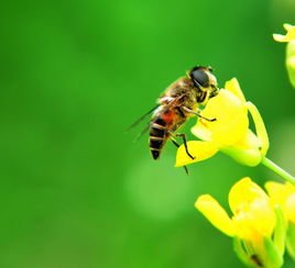 蜂群中沒有王臺會逃蜂嗎（蜜蜂養殖，蜂王見不到王臺，蜂群會不會分蜂）