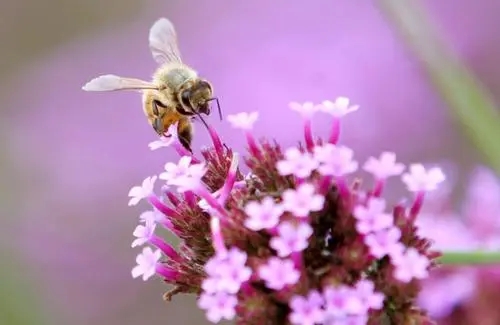 處女王交尾成功身體會變大嗎 處女王交尾成功身體會變大嗎