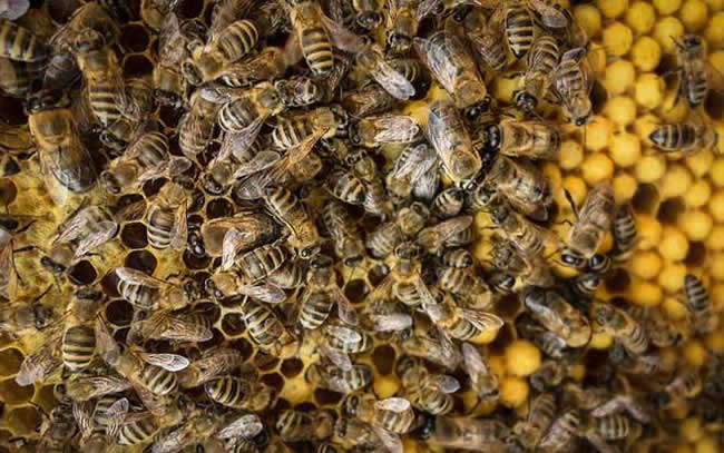 【蜜蜂知識】雄蜂多是什么原因？