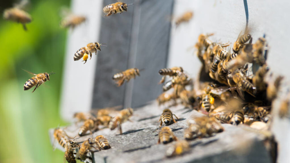 蜂王不產(chǎn)卵工蜂不出勤是什么原因(外界有蜜源,蜂王不產(chǎn)卵,工蜂不采蜜,飼喂不存蜜是什么問(wèn)題) 蜂王不產(chǎn)卵工蜂不出勤是什么原因(外界有蜜源,蜂王不產(chǎn)卵,工蜂不采蜜,飼喂不存蜜是什么問(wèn)題)