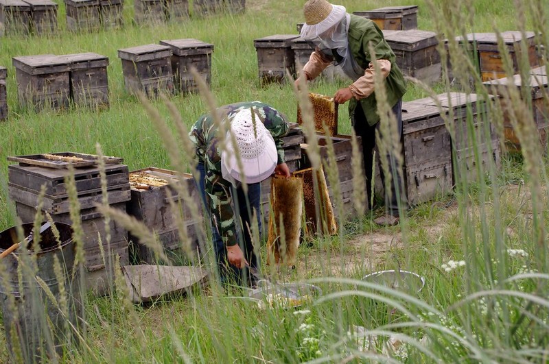 新手用哪種蜂箱養(yǎng)蜂好(養(yǎng)蜂用什么蜂箱好) 新手用哪種蜂箱養(yǎng)蜂好(養(yǎng)蜂用什么蜂箱好)