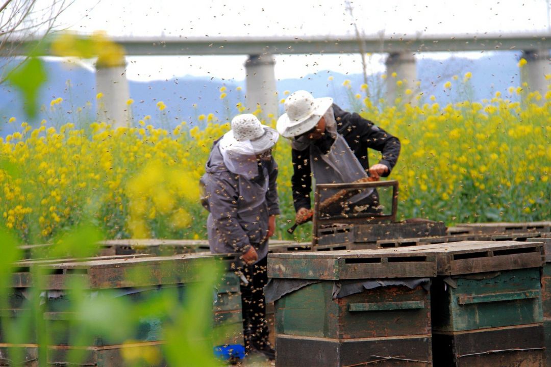 新手用哪種蜂箱養(yǎng)蜂好(養(yǎng)蜂用什么蜂箱好) 新手用哪種蜂箱養(yǎng)蜂好(養(yǎng)蜂用什么蜂箱好)