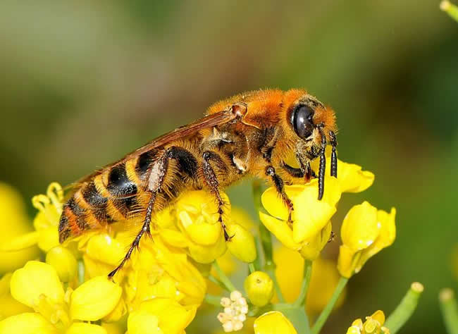 蜂王的特點有哪些? 蜂王的特點有哪些?