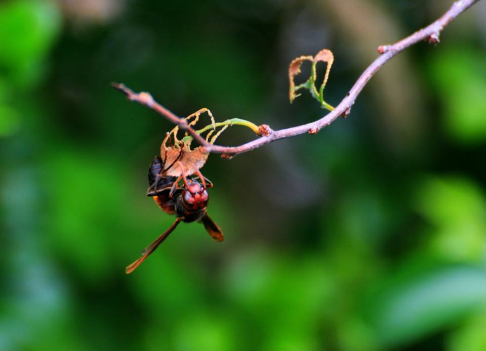 如何讓工蜂停止產(chǎn)卵？