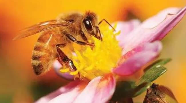 如何讓工蜂停止產(chǎn)卵？