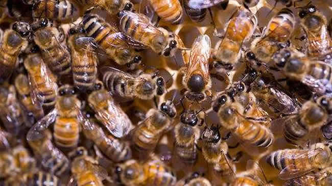 如何讓工蜂停止產(chǎn)卵？