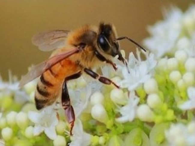 如何讓工蜂停止產(chǎn)卵？