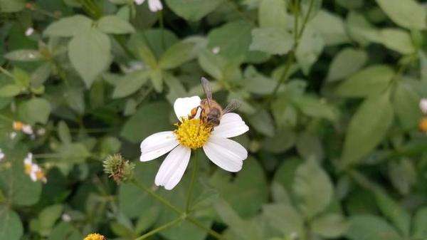 【蜜蜂知識】引誘野生蜜蜂最快的方法 引誘野生蜜蜂最快的方法
