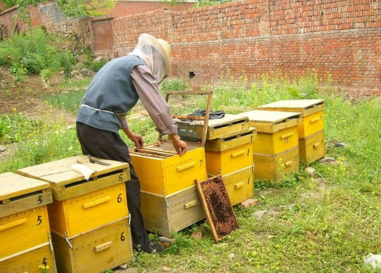 想學養蜂技術去哪里學(學養蜂技術培訓在哪里) 想學養蜂技術去哪里學(學養蜂技術培訓在哪里)