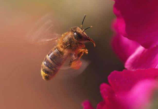 【蜜蜂知識】怎么引來蜜蜂自己養(yǎng)殖? 怎么引來蜜蜂自己養(yǎng)殖?