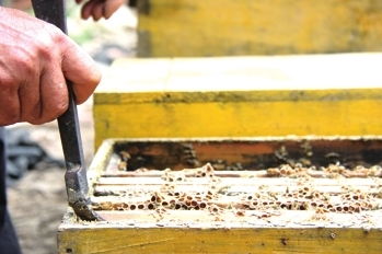 蜂王冬天停產(chǎn)了怎么辦(寒冬蜂王停止產(chǎn)卵怎么辦) 蜂王冬天停產(chǎn)了怎么辦(寒冬蜂王停止產(chǎn)卵怎么辦)