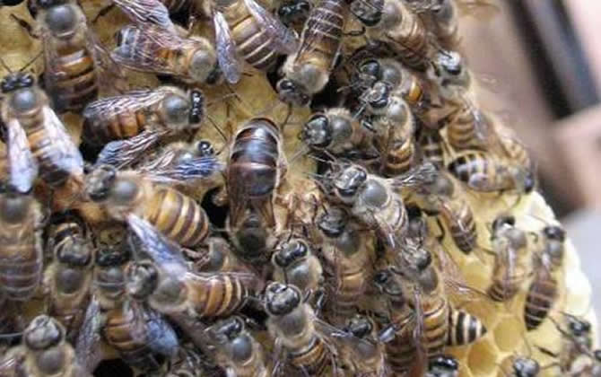 華中中蜂 華中中蜂