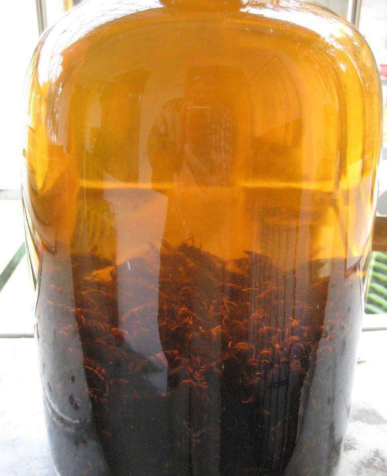 胡蜂泡酒的藥用價值(馬蜂泡酒有什么功效) 胡蜂泡酒的藥用價值(馬蜂泡酒有什么功效)