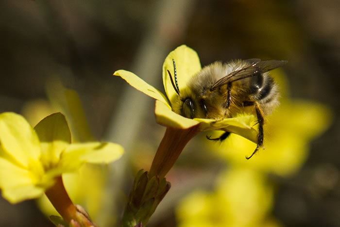 殺蜂螨的最好方法有哪些？