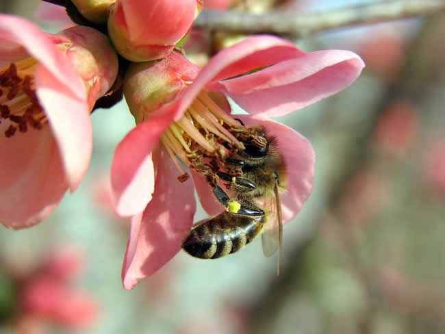 新手養(yǎng)蜂技術(shù)指南 新手養(yǎng)蜂技術(shù)指南
