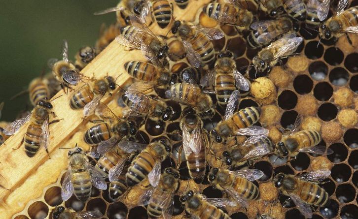 怎么購買蜂王（購買優(yōu)質蜂王的注意事項）