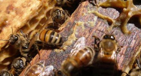 新手養蜂蜱如何排列(養蜂人教你蜂脾排列) 新手養蜂蜱如何排列(養蜂人教你蜂脾排列)