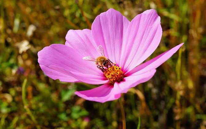 養十箱蜂一年賺多少錢? 養十箱蜂一年賺多少錢?