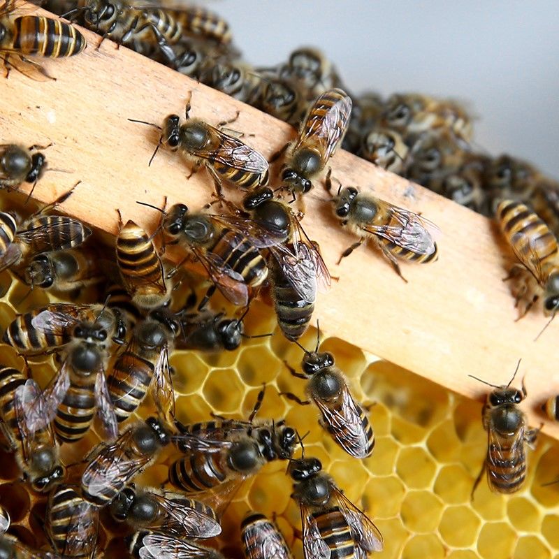 在大蜂場搖蜜是白天搖還是晚上搖（搖蜂蜜最好的時(shí)間）