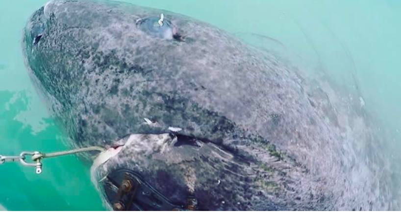 活到156歲才可交配，因為太懶為了吃飽飯，它們獻祭了自己眼睛