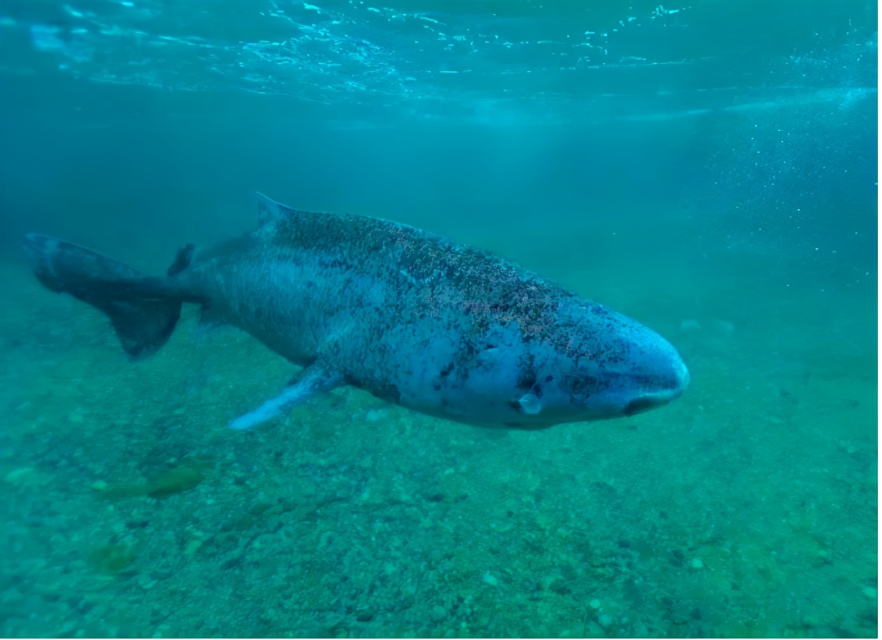 活到156歲才可交配，因為太懶為了吃飽飯，它們獻祭了自己眼睛