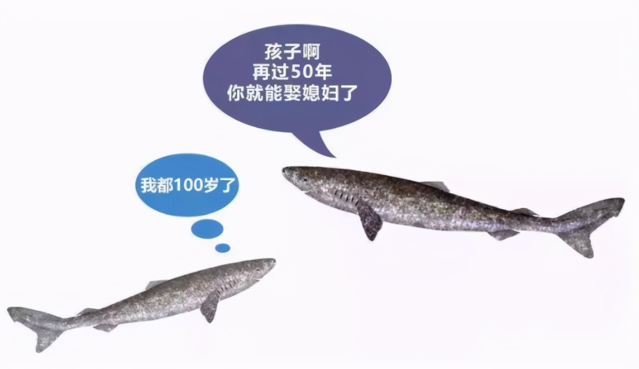 活到156歲才可交配，因為太懶為了吃飽飯，它們獻祭了自己眼睛