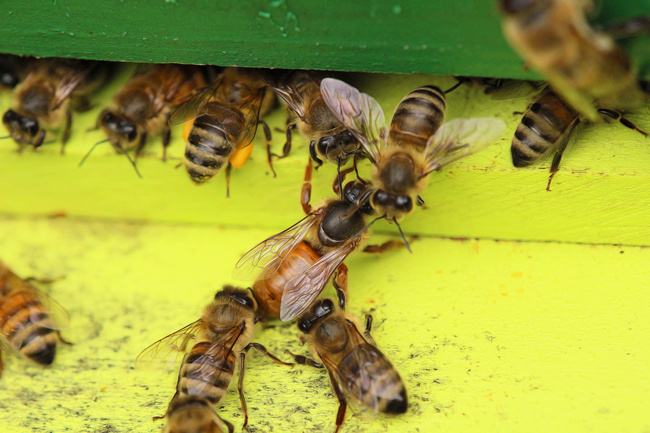 開產蜂王多少錢一只(蜜蜂中蜂王價格) 開產蜂王多少錢一只(蜜蜂中蜂王價格)