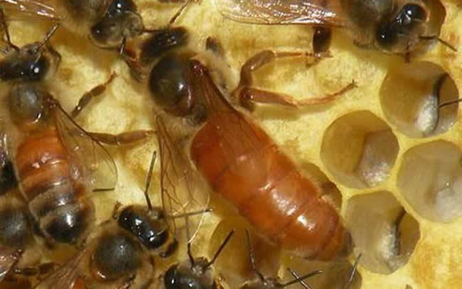 如何快速找蜂王？