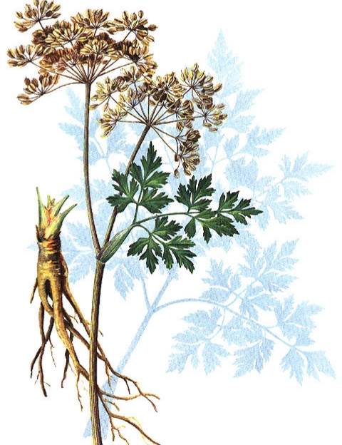 當歸植物有蜜嗎(當歸花開花有蜜嗎)