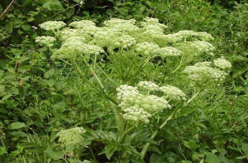 當歸植物有蜜嗎(當歸花開花有蜜嗎)