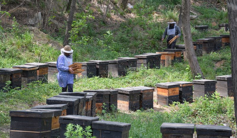 蜜蜂養(yǎng)殖十大忌諱是什么?(教你養(yǎng)蜂知識) 蜜蜂養(yǎng)殖十大忌諱是什么?(教你養(yǎng)蜂知識)