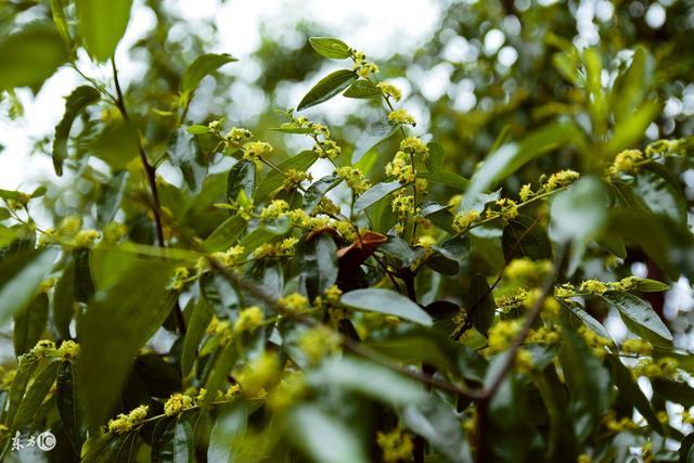 常見的蜜源植物有哪些？