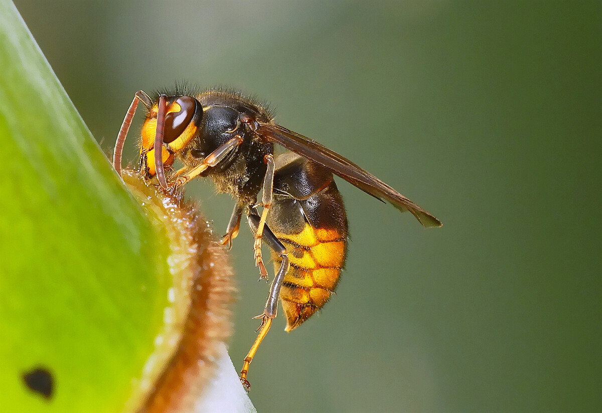 養(yǎng)殖胡蜂技術的步驟（胡蜂的養(yǎng)殖技術大全）