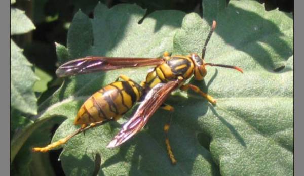 養(yǎng)殖胡蜂技術的步驟（胡蜂的養(yǎng)殖技術大全）