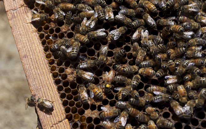 蜜蜂箱子里面拿一脾蜜蜂出來沒有王可以養嗎 蜜蜂箱子里面拿一脾蜜蜂出來沒有王可以養嗎