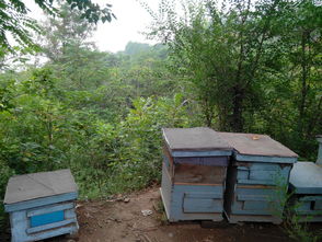 中蜂場養哪兩種蜂好（中蜂養殖，哪種蜂王好）