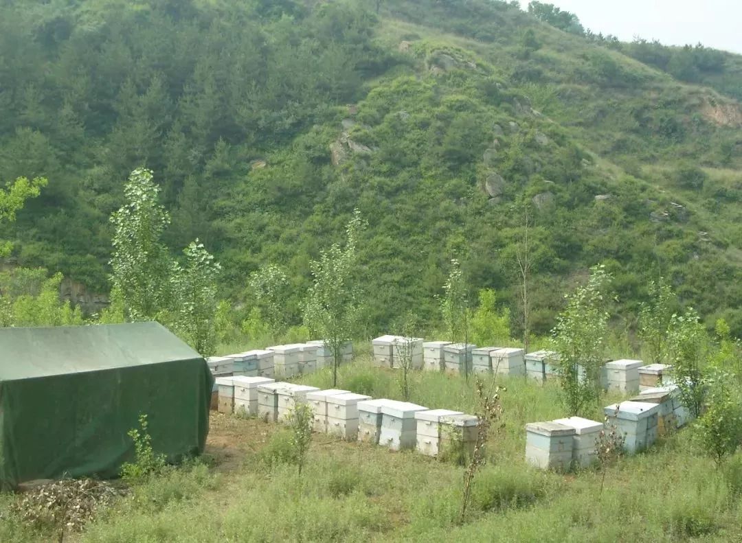 中蜂場養哪兩種蜂好（中蜂養殖，哪種蜂王好）