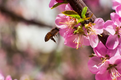 采蜜時蜜蜂蜂箱放在什么地方好(采蜜時蜂箱的擺放位置) 采蜜時蜜蜂蜂箱放在什么地方好(采蜜時蜂箱的擺放位置)