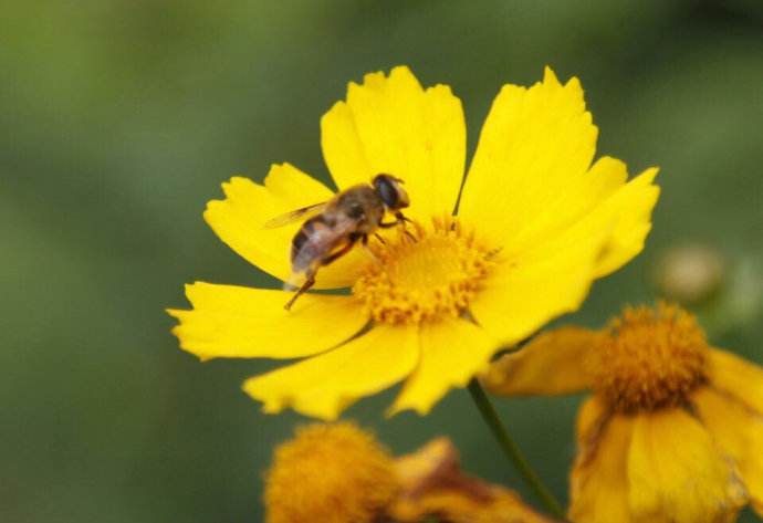 夏季養蜂有哪些需要注意的地方？