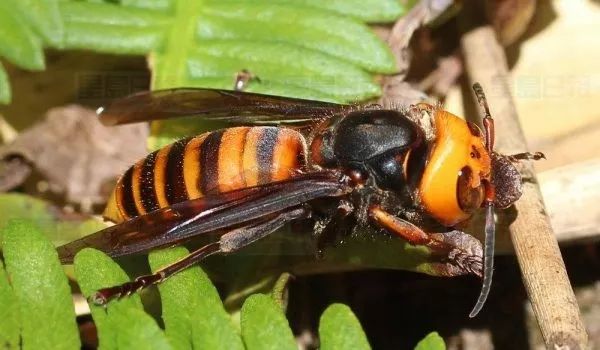 常見的胡蜂種類（胡蜂的種類介紹）