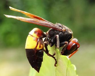 常見的胡蜂種類（胡蜂的種類介紹）
