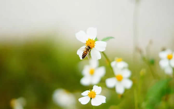 蜂群管理技術之巢門管理 蜂群管理技術之巢門管理
