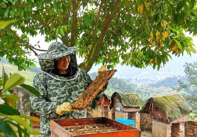 中蜂蜂場怎么防治馬蜂(中蜂防胡蜂的最佳方法) 中蜂蜂場怎么防治馬蜂(中蜂防胡蜂的最佳方法)