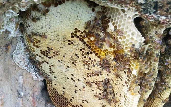 新收蜜蜂 新收蜜蜂