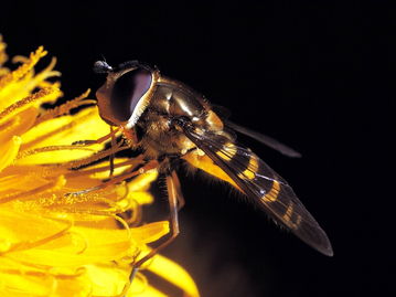 阿壩中蜂比普通中蜂要大嗎(個頭最大的中蜂品種是什么) 阿壩中蜂比普通中蜂要大嗎(個頭最大的中蜂品種是什么)