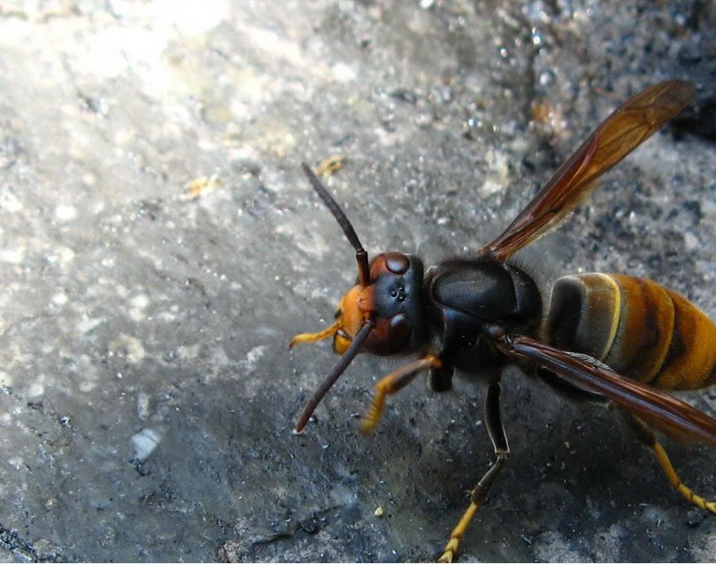 黑蜂雪蜜的功效與作用(東北黑蜂雪蜜的功效和作用) 黑蜂雪蜜的功效與作用(東北黑蜂雪蜜的功效和作用)