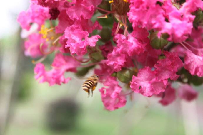 【蜜蜂知識】蜜蜂養殖的基礎知識 蜜蜂養殖的基礎知識